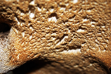 Polyporus squamosus (Cerioporus squamosus, dryad's saddle and pheasant's back mushroom) close up texture macro detail