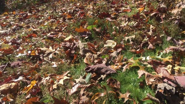 Windy Day On Fallen Leaves