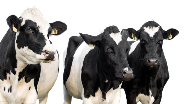 three cows on white background