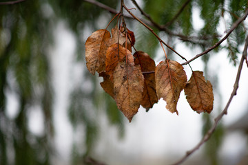 yellow leaves in a pine forest. Autumn. Cold. Nature in Russia