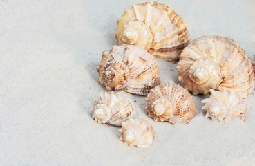 Summer background with copy space for text - seashells on the sand, beach in Thailand 