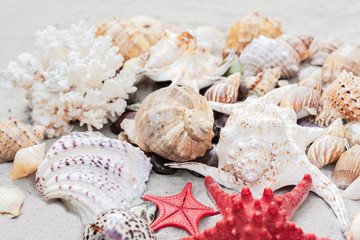 Obraz na płótnie Canvas Summer background with copy space for text - seashells and red sea stars on the sand, beach in Thailand 