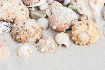 Summer background with copy space for text - seashells on the sand, beach in Thailand 