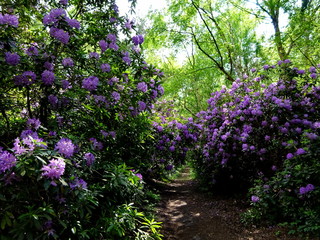 Chemin fleuri