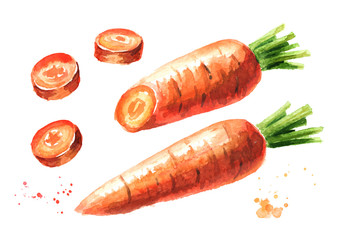 Fresh carrot with cut pieces set. Watercolor hand drawn illustration,  isolated on white background