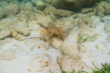 Panulirus argus lobster