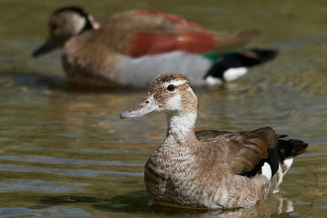 Ringed teal (Callonetta leucophrys)