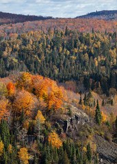 Fall foliage vista of the Superior National Forest. North Shore of Lake Superior, Minnesota. - 232685184