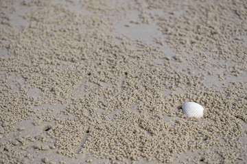 Fototapeta na wymiar Shell on the sand beach, Single shell