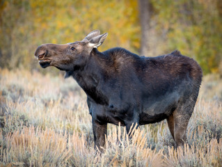 Female moose during mating season stands in the grass
