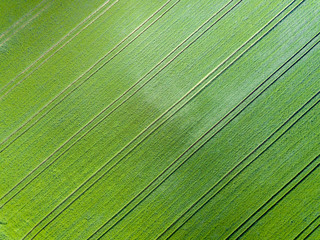 Aerial view of farmland and rows of crops. Taken from the air, looking down on a green field in summer