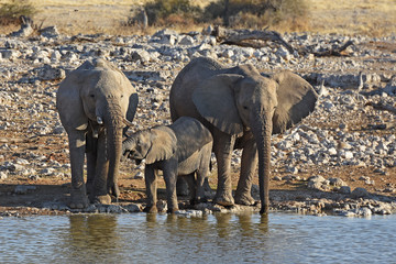 Fototapeta na wymiar Elefanten (loxodonta africana) am Wasserloch Okaukuejo im Etosha Nationalpark in Namibia