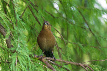 Bird