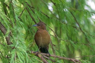 Bird