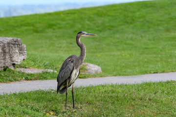 Great Blue Heron Standing on the Grass