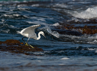 Little Egret Fishing in the Sea