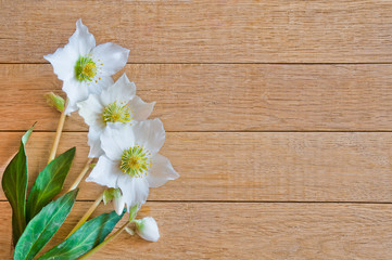 Obraz na płótnie Canvas  Hellebore flowers (helleborus orientalis) on wooden background