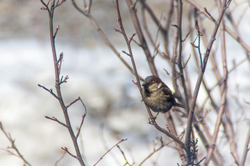 sparrow jumping on a branch, winter, birds are starving