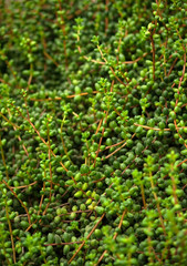 senecio, a lot of long stems with round leaves along the entire length, light and dark green shades, the plant grows a dense carpet on the ground, nature and natural, vertical photo,