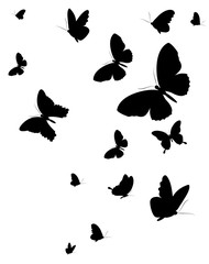 black butterfly, isolated on a white