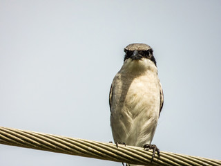 Loggerhead Shrike