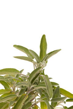 Green sage leaves  mediterranean plant osolated over white background
