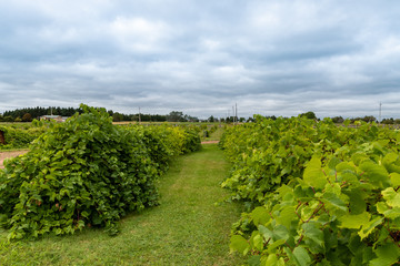 Fototapeta na wymiar Grapes in a Vineyard