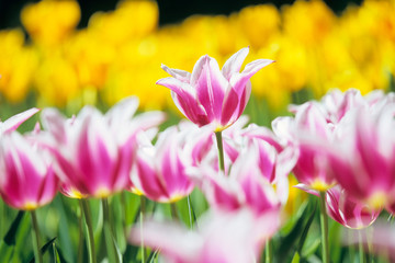 A clump of tulips - チューリップの群生