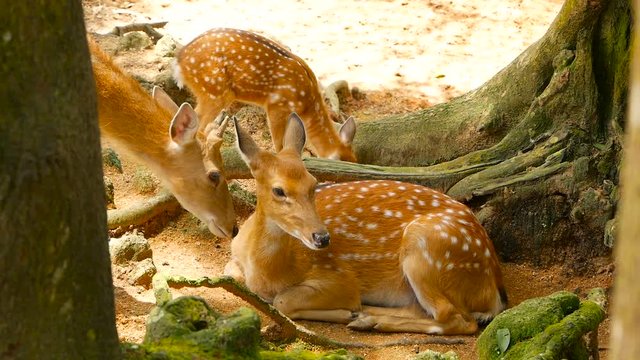 Wildlife scene. Beautiful young fallow whitetail deer, wild mammal animal in forest surrounding. Spotted, Chitals, Cheetal, Axis, Cervus nippon or Japanese deer grazing in natural habitat in the sun.