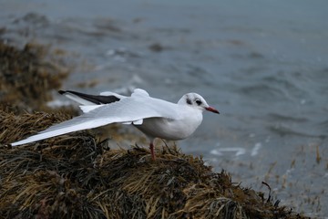 mouette rieuse