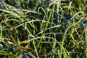 Obraz premium first frosts in the autumn park