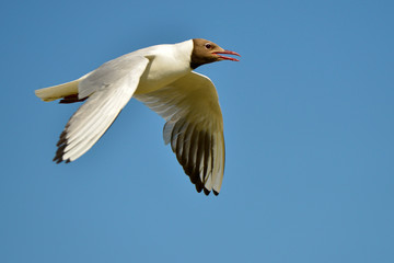 Black-headed Gulls (Larus ridibundus) in flight seen from profile, in the Camargue, a natural region located south of Arles in France