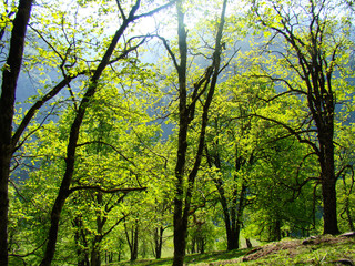 Fototapeta na wymiar oak forest in the mountains