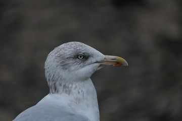 goeland argenté