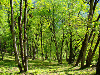 oak forest in the mountains