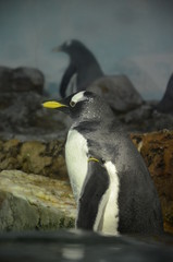 Gentoo penguin in zoo