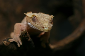 Close up Crested gecko (scientific name: Correlophus ciliates) crawling on brown dry wood. This animal is a cutie pet and it is one species in group of New Caledonian Geckos.