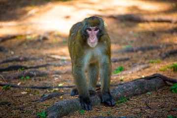 alpha macaque monitors his territory walking in the wood