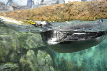Naklejka na ściany i meble Gentoo penguin in zoo