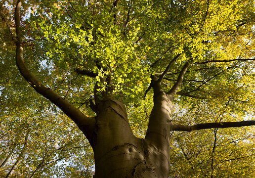 Herbst im Wald