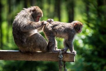 macaque comb through a tribe member