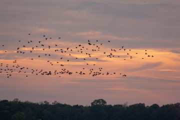 Gänse Enten