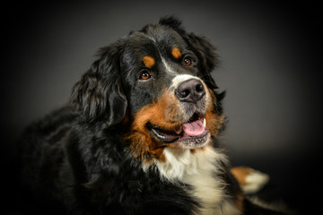 Hund Berner Sennenhund im Fotostudio vor schwarzem Hintergrund 