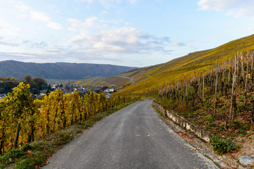 Fototapeta na wymiar Romantische Herbststimmung in den Weinbergen von Neumagen-Dhron an der Mosel