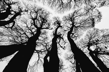 The contours of the trees against the sky. Background, black and white image.