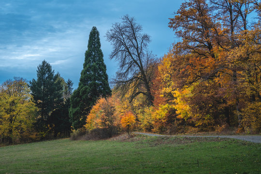 Waldrand im Herbst
