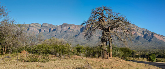 Baobab in africa