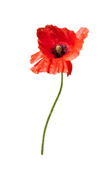 Beautiful wild red poppy isolated on white background.