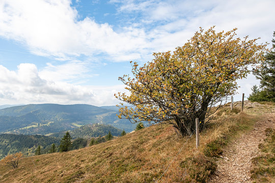 Sorbus aria am Naturstandort am Westhang des Belchen im Schwarzwald