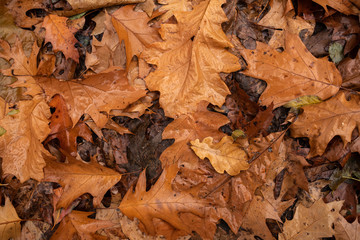 Herbst im Wald